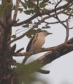 /album/photogallery/bru-bru-shrike-kya-west-national-park-jpg/